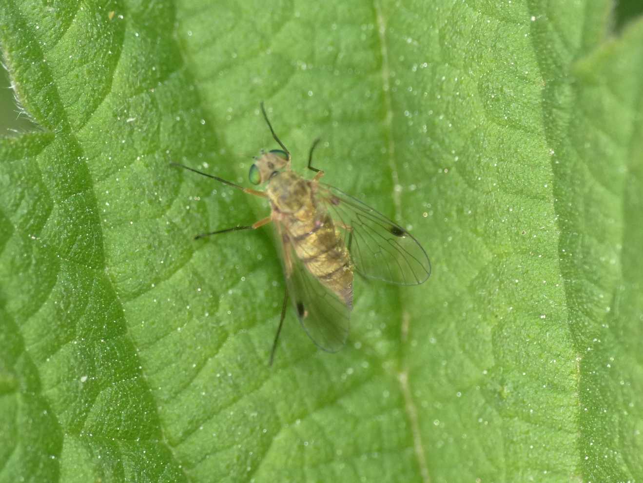 Coppia di piccoli Rhagionidae: Chrysopilus asiliformis